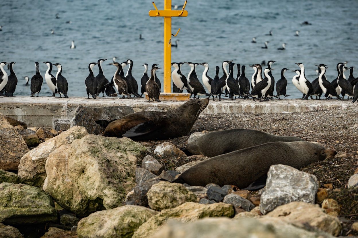 Seals and seabirds congregate on the shore of Kangaroo Island